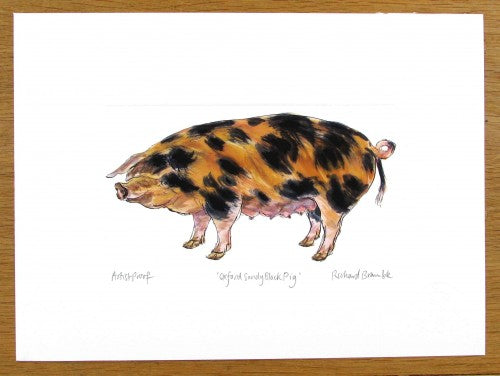 Oxford Sandy Black Pig Print