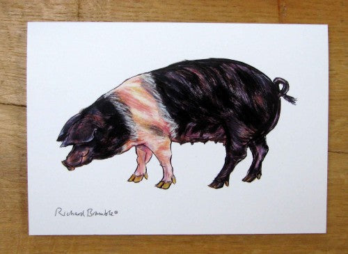 Saddleback Pig Greeting Card Richard Bramble (printed to order)
