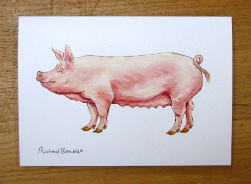 Large White Pig Greeting Card Richard Bramble