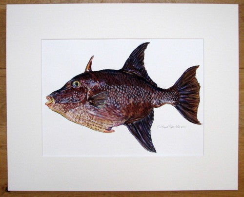 Trigger Fish original painting