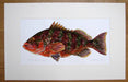 Richard Bramble Nassau Grouper Fish Painting