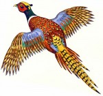 Flying Pheasant Original Painting