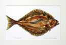Halibut Study painting one