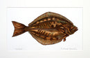 Halibut painting two