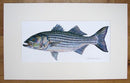 Striped Bass painting