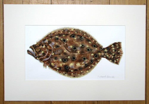 Summer Flounder Painting