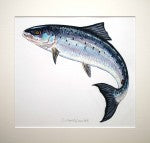 Richard Bramble Painting of a Leaping Atlantic Salmon