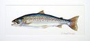 Sea Trout painting two
