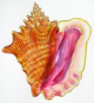 Queen Conch Painting