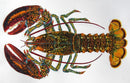 North American Lobster Painting