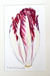 Chicory Original Painting