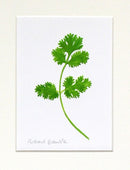 Coriander Original Painting
