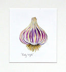 Garlic 'Early Wight' Original Painting
