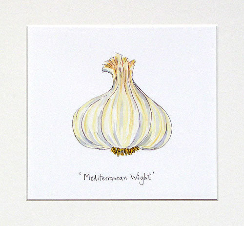 Garlic 'Mediterranean Wight' Original Painting