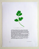 Coriander Print