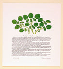 Watercress Print