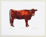 Dexter Heifer Cow Print in use