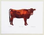 Dexter Heifer Cow Print