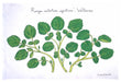 Watercress Tea Towel