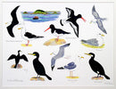 Seabirds I Print