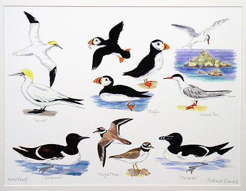 Seabirds II Print