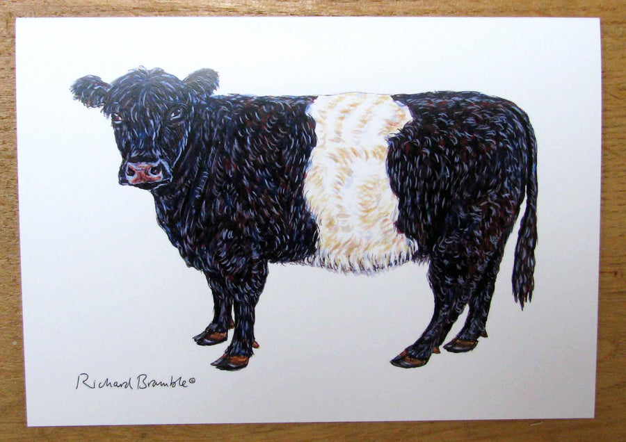 Belted Galloway Cow Greeting Card Richard Bramble