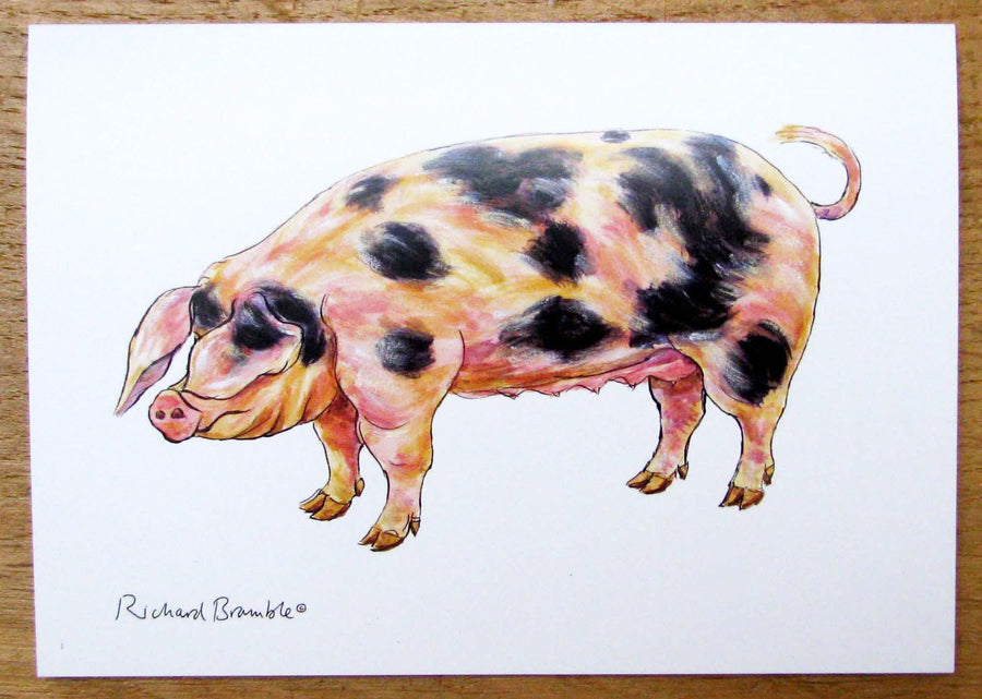 Gloucestershire Old Spot Pig Greeting Card Richard Bramble