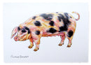 Gloucestershire Old Spot Pig Greeting Card