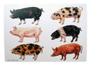 Multi Pigs Greeting Card