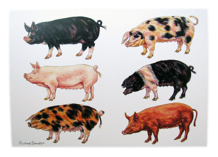 Richard Bramble Multi Pigs Greetings Card