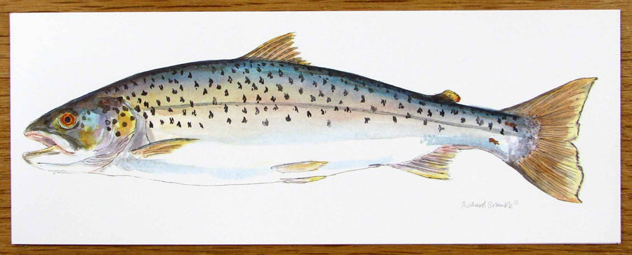 Sea Trout Greeting Card Richard Bramble