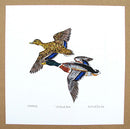 Mallard Ducks Print