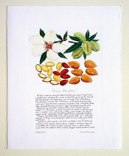 Almond Print by Richard Bramble — Richard Bramble Store