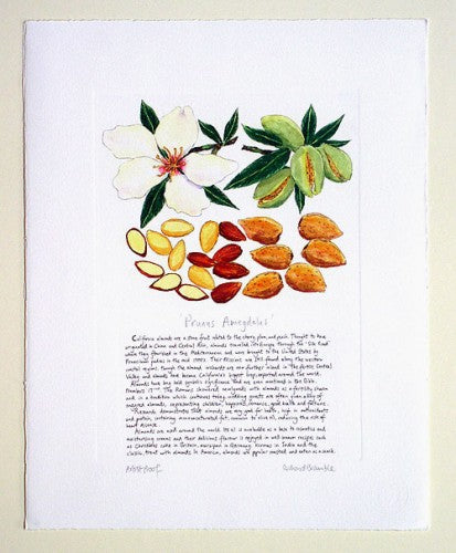 Almond Print