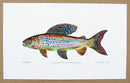 Arctic Grayling print