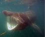 Basking Shark photo by Richard Bramble