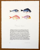 Sea Bream Print