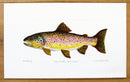 Brown Trout Print Richard Bramble