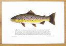 Brown Trout with text Print Richard Bramble