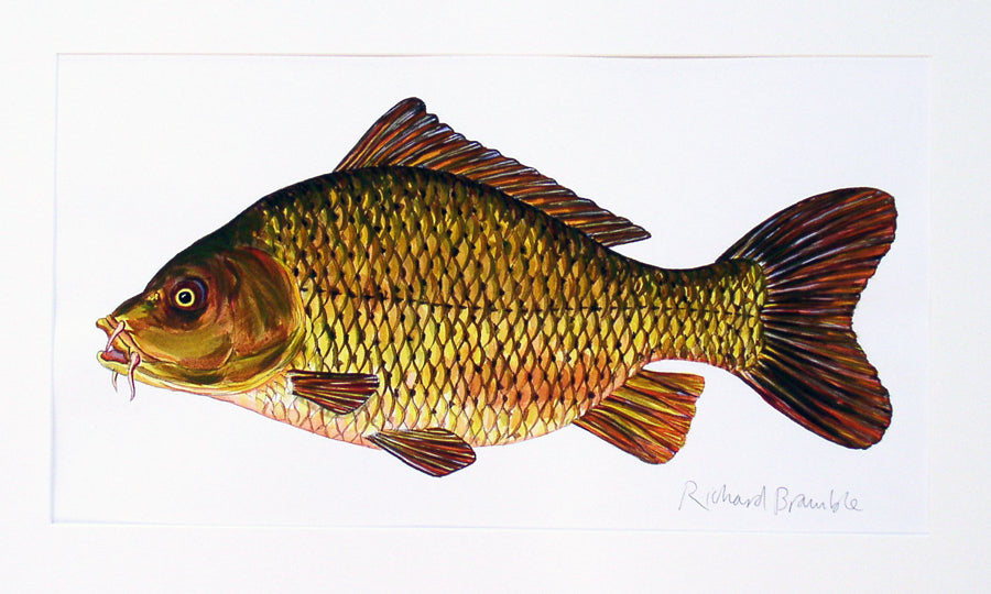 Carp Original Painting Richard Bramble