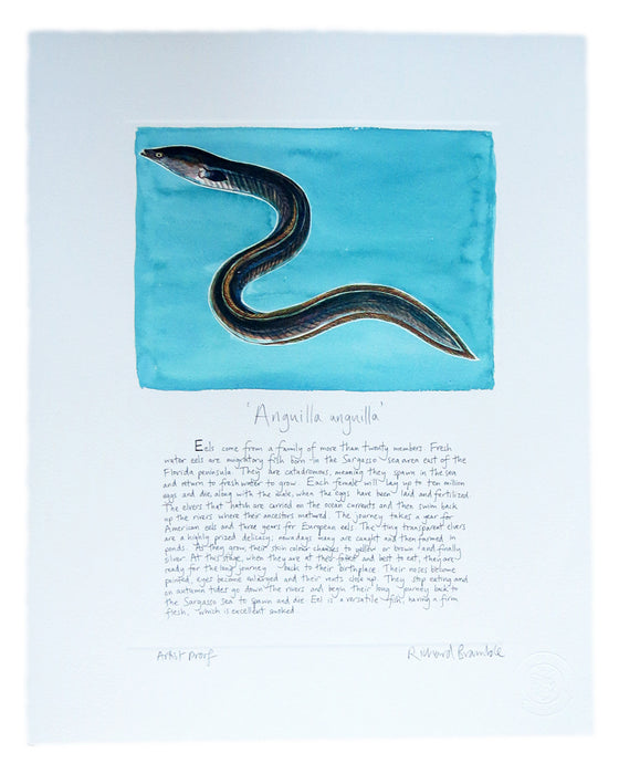 Eel swimming print blue background with text Richard Bramble