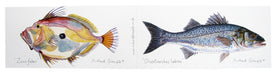 Richard Bramble John Dory & Sea Bass Greeting Card
