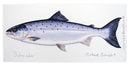 Salmon & Brown TroutGreeting Card