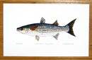 Grey Mullet print