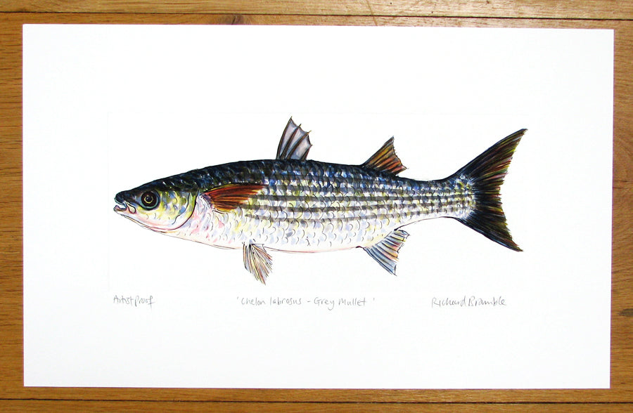 Grey Mullet Print Richard Bramble