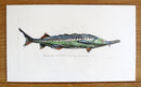 Sevruga Sturgeon original painting