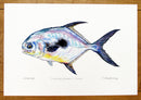 Permit Print