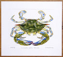 Blue Crab Print