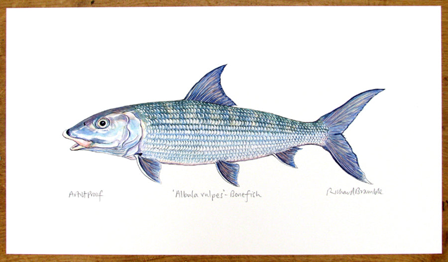 Bonefish print | Richard Bramble — Richard Bramble Store