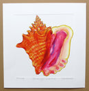 Conch Print